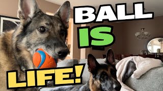 german shepherds playing ball in the house - Ball is Life