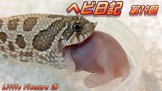 【ヘビ日記 #19】豚鼻🐷が可愛いシシバナヘビ🐍 寒くても食欲旺盛で元気です。【Hana】Snake Diary #19