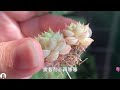 succulents growing tall ，succulents for beginners，succulent plants 花花世界