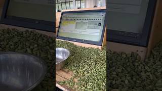 Cardamom Auction Live price | #cardamom #viral #youtube #shorts #elaichi #short #trending #kerala