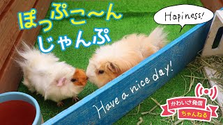 ポップコーンジャンプ連発で嬉しさを隠せないモルモット　cute guineapig