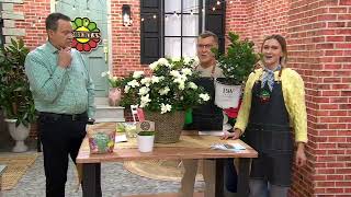 Roberta's 1-pc Proven Winners Steady as She Goes Gardenia Plant on QVC