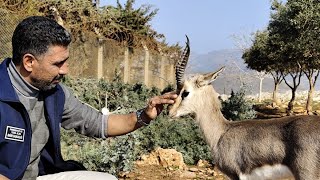 |CUMA DUYAR| HATAY KIRIKHAN DAĞ CEYLANLARI ÜRETİM MERKEZİ