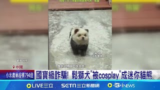 中國國寶進化?! 廣東汕尾寵物樂園\