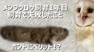 【閲覧注意】メンフクロウ飼育の失敗談【飼い方】