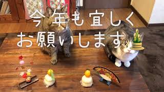 明けましておめでとうございます🎍【猫★お正月】