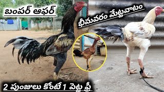 బంపర్ ఆఫర్||2 పుంజులు కోంటే 1 పెట్ట ఉచితం||అన్ని భీమవరం మేట్టలే||77804 87559