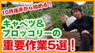 Tips for Growing Cruciferous Vegetables in Late October Learned from Japanese Farmers !