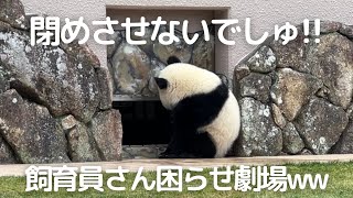 出たwパンダ芸人😂全力でドアを閉めさせないw今日も爆笑の登場!!子パンダ楓浜🍁