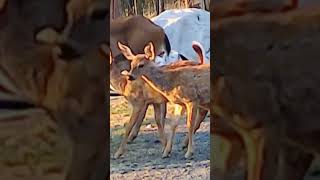 Momma deer showing baby twins where the good food is #shorts #babydeer #twins