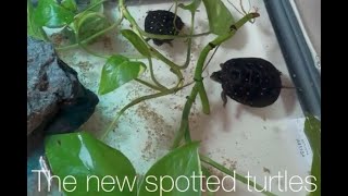 Tiny Turtle update