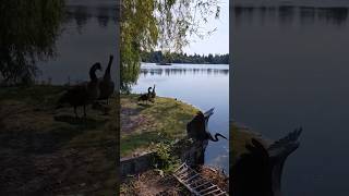 Geese VS Heron