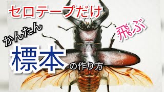 0円、早い、簡単　初心者　標本の作り方！！　飛ぶ姿を標本にしたよ！　使うのは、セロテープだけ！