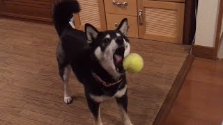 コントのような妹ひなのボール遊び🎾 黒柴犬の双子姉妹