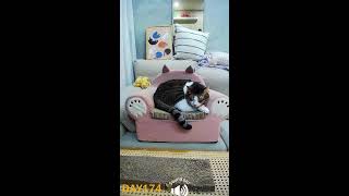 😻REAL CATS LIVE w/ Lofi music😽beat to chill/relax😸