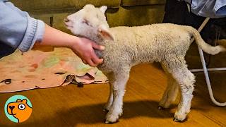 Dogs Help Little Lamb Find His Step During Recovery | Cuddle Buddies