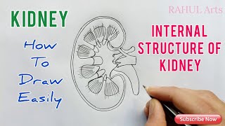 How to Draw Kidney | Internal structure of Kidney