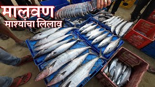 मालवण माश्यांचा लिलाव | Fish auction | Traveling Harry