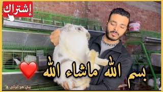 حلقة الفطام والأوزان الصح الي لازم تفطمها من عند أمهم أقل من كدة يبقا انت بتخسر❌