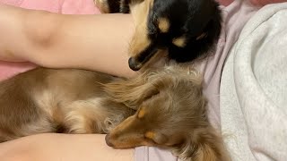 ママの膝枕が大好きな犬【ミニチュアダックスフンド/チワックス】dog