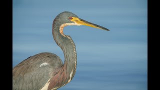 Tricolored Heron Second Edit with Arthur Morris/BIRDS AS ART