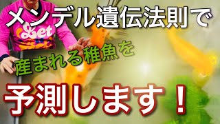 【金魚の繁殖】どんな金魚が孵化するかメンデル遺伝法則で大胆予測！！