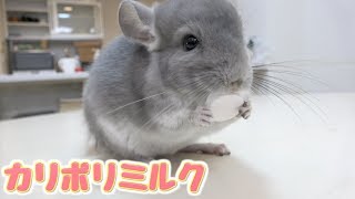 チンチラの赤ちゃんにミルク味のカリカリをあげて見た！