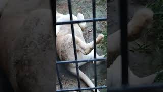 晩秋✋㉞ホワイトライオン・白獅子・リズムちゃん・沖縄こどもの国・・・White_Lion・Okinawa Zoo \u0026 Museum(20221022)