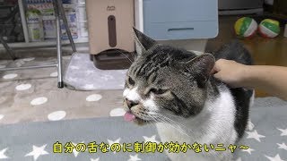 舌が暴走する猫☆ツボ発見したのでリキちゃんを盛大にペロペロの刑にするｗ【リキちゃんねる　猫動画】Cat video　キジトラ猫との暮らし