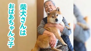 おばあちゃんに一途な柴犬さん♡ 愛すべきふたりの日々