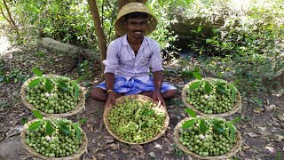 Tasty  Fig Fruit Fry  (Athikai kootu -Fig fruit kootu) cooking in my villge _village style cooking