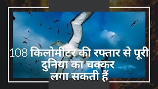 अलबत्रॉस - ये चिड़िया कुछ दिनों में पूरी दुनिया का चक्कर लगा सकती है। Albatross Bird #shorts