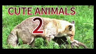 CUTE ANIMALS  part 2 , 4K Video - Mix Master Six With Mixkit Music