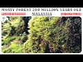 MOSSY FOREST CAMERON HIGHLAND | 4K UHD | Malaysia Travel Guide