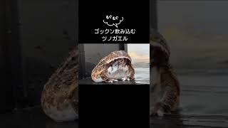 ゴックン飲み込むツノガエル2024.9.10#frog #pacmanfrog #クランウェルツノガエル #ツノガエル