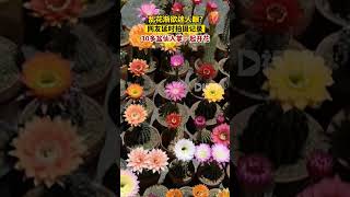 網友延時拍攝記錄30多盆仙人掌一起開花！偷偷買一次#仙人球開花#好看的花一定要分享給你#愛生活愛養花