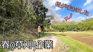 みるみるマウンテンに桜が咲きました！春の草刈り作業