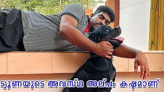 😔😔പ്ലാസ്റ്റർ ഇട്ട ട്യൂണയുടെ ഇപ്പോഴത്തെ അവസ്ഥ : rottweiler joint inflammation