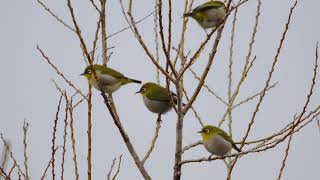 2月の淀川野鳥たち