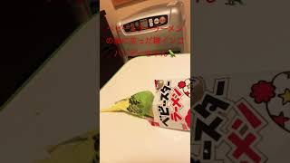 ベビースターラーメンの袋に頭を突っ込み驚く雛インコハッピーちゃん🦜