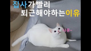 집사가 빨리 퇴근하는 이유