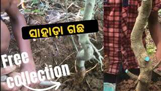 ସାହାଡ଼ା ଗଛ | How To Hunting Sand Papper Tree | Use Onion For Rooting | Yamadori Streblus Asper |