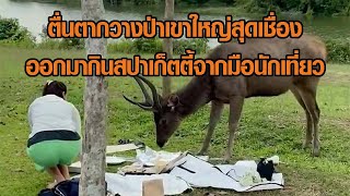 ตื่นตากวางป่าเขาใหญ่สุดเชื่อง ออกมากินสปาเก็ตตี้จากมือนักเที่ยว: Matichon Online