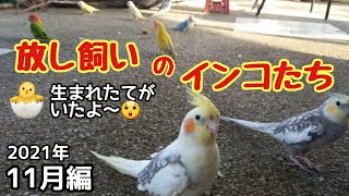 放し飼いのインコたち🐦11月編…コザクラインコの雛ちゃん発見🐣