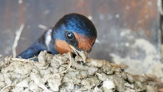 ツバメの巣作り Barn Swallow Building Nest - Birds of Japan