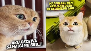 LUCU BANGET..! Suara Kucing Marah Ga Jelas ~ Bukanya Menakutkan Malah Menggemaskan ~ Kucing Lucu