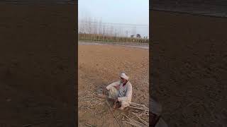 Poplar ki pod kasa lagya jata ha #agricultureindia #agriculturelife #agricultureindustry