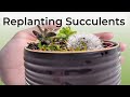 Replanting Propagated Succulents - Simple Process! (Step by Step)