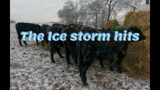 How we care for cattle in extreme weather.