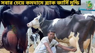 সবার চেয়ে কম দামে মিন্টু ভাইয়ের গাভীর কালেকশন ! ২২-২৬ লেটার পর্যন্ত বাচ্চা সহ দুধের গাভী কিনুন !